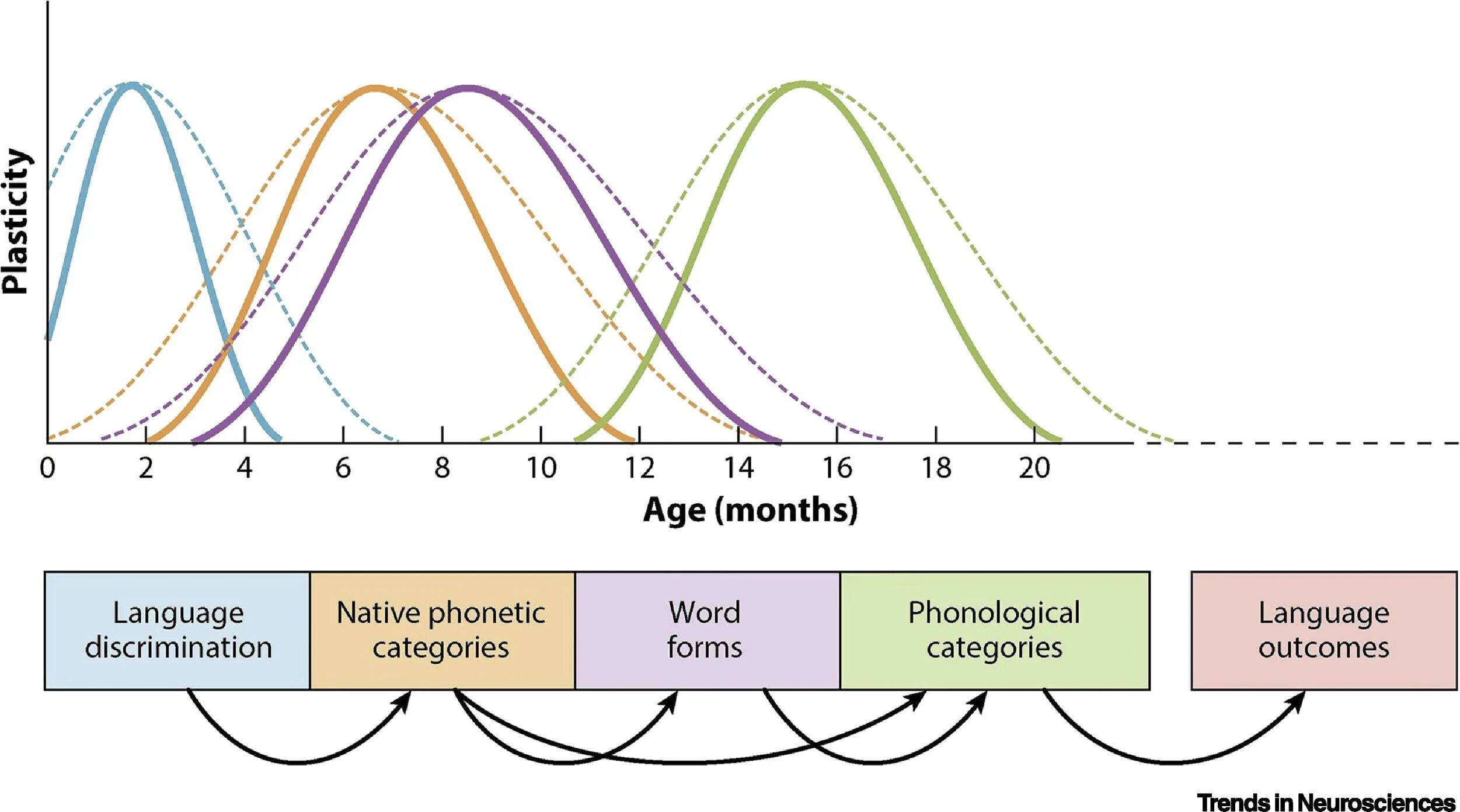 Developmental sequences in second language acquisition. Language of age. Age and acquisitions in critical period. . Psychology of age periods. Age periods