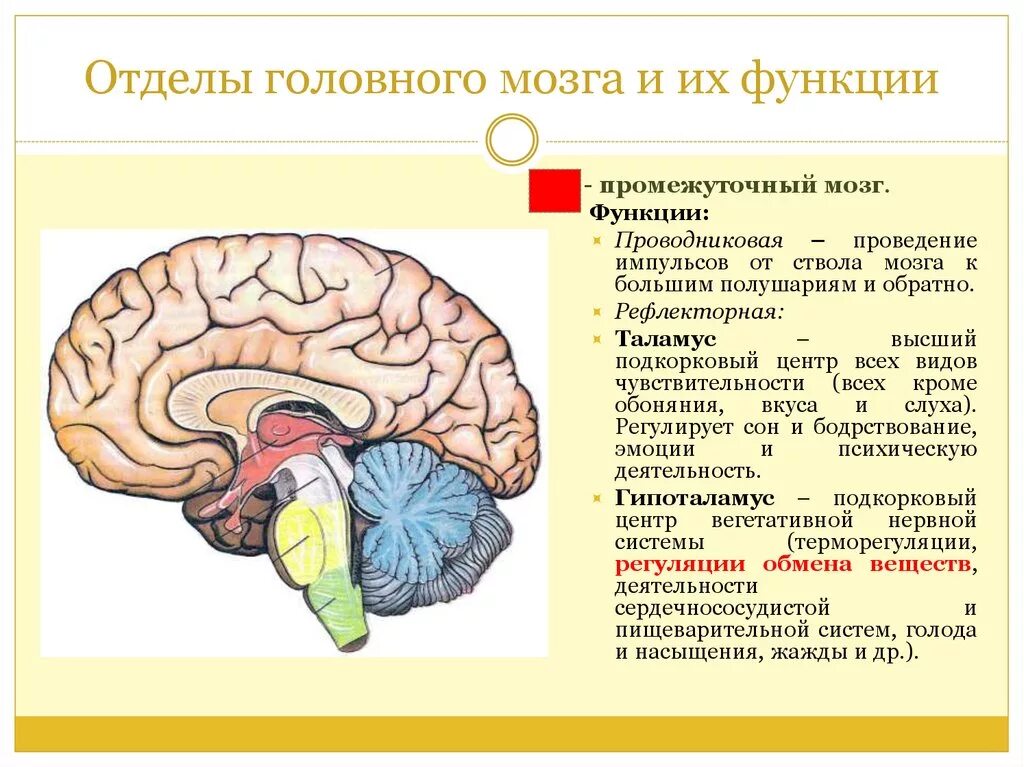 Каковы отделы головного мозга. Каковы отделы головного мозга