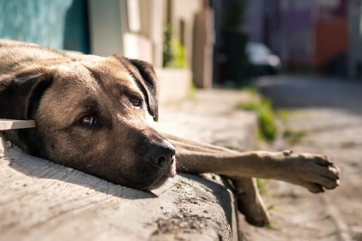 усыпление животных в ветклинике. ветеринар на дом. усыпление собак с выездом. терапия животных. сбитая собака в ветеринарке.