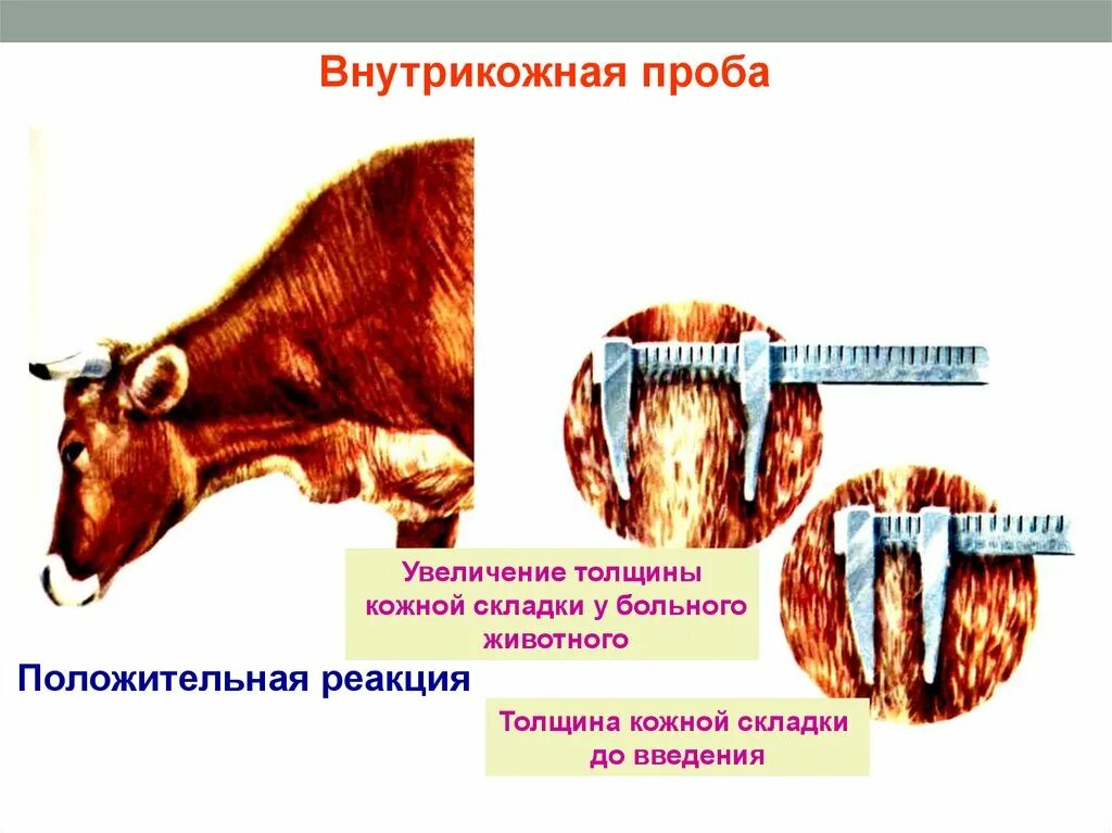 Туберкулез у коров. Читка реакции на туберкулин у КРС. Положительная реакция на туберкулин у КРС. Туберкулез животных презентация. Реакция на туберкулез у КРС.