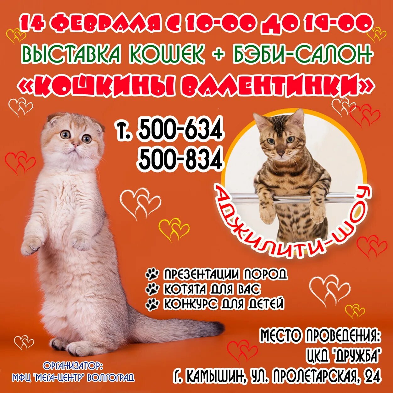 Выставка кошек северодвинск. Выставка кошек. Выставка кошек плакат. Приглашение на выставку кошек. Выставка кошек афиша.