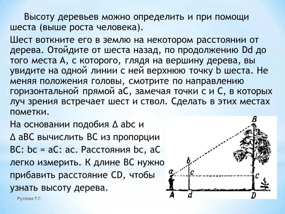 Расстояния определяют с помощью. Измерение высоты дерева. способы измерения высоты дерева. предмет для измерения высоты дерева. измерение высоты дерева с помощью линейки.