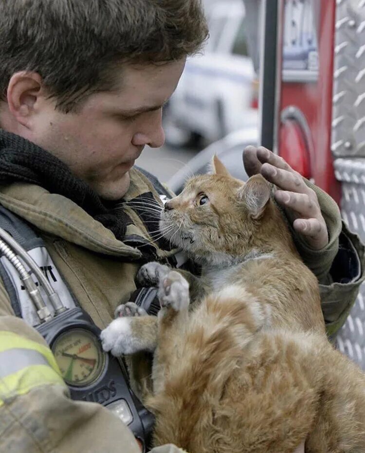 Пожарный спас кота. Спасение кота. Пожарный спасает кота. Спасатель котов. Кошечки спасают