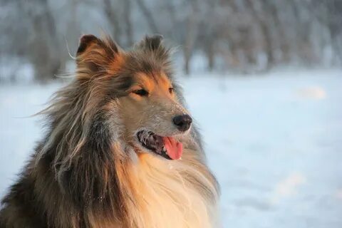 Собака ти