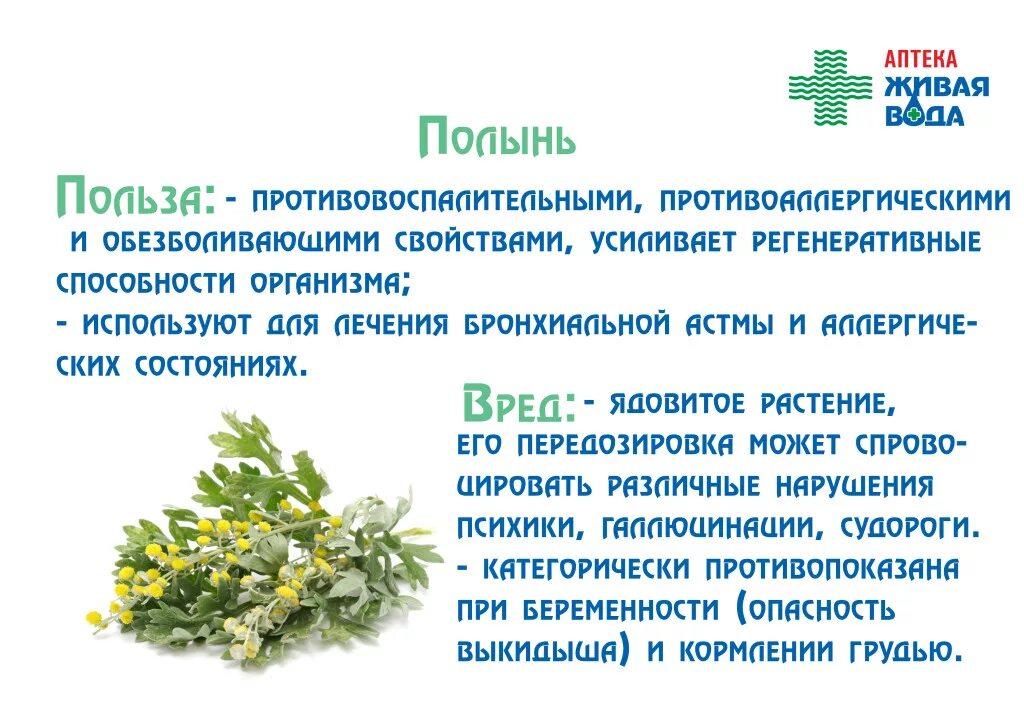 Ли трава. Полынь горькая лекарственное растение. Полынь целебные свойства растений. Полынь двудомная Полынь горькая. Полынь горькая характеристика растения.