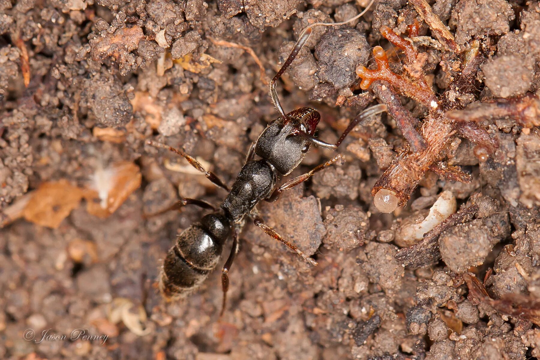 Pachycondyla chinensis. Понера коарктата. Ponera pennsylvanica. Pachycondyla harpax. Читать серые муравьи