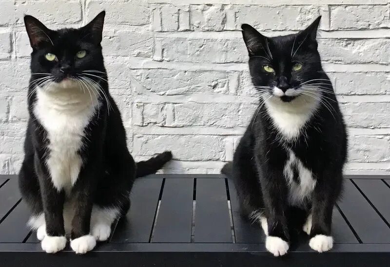 Tuxedo cat. Tuxedo порода кошек. кошка тукседо. такседо кошка. тукседо порода кошек.