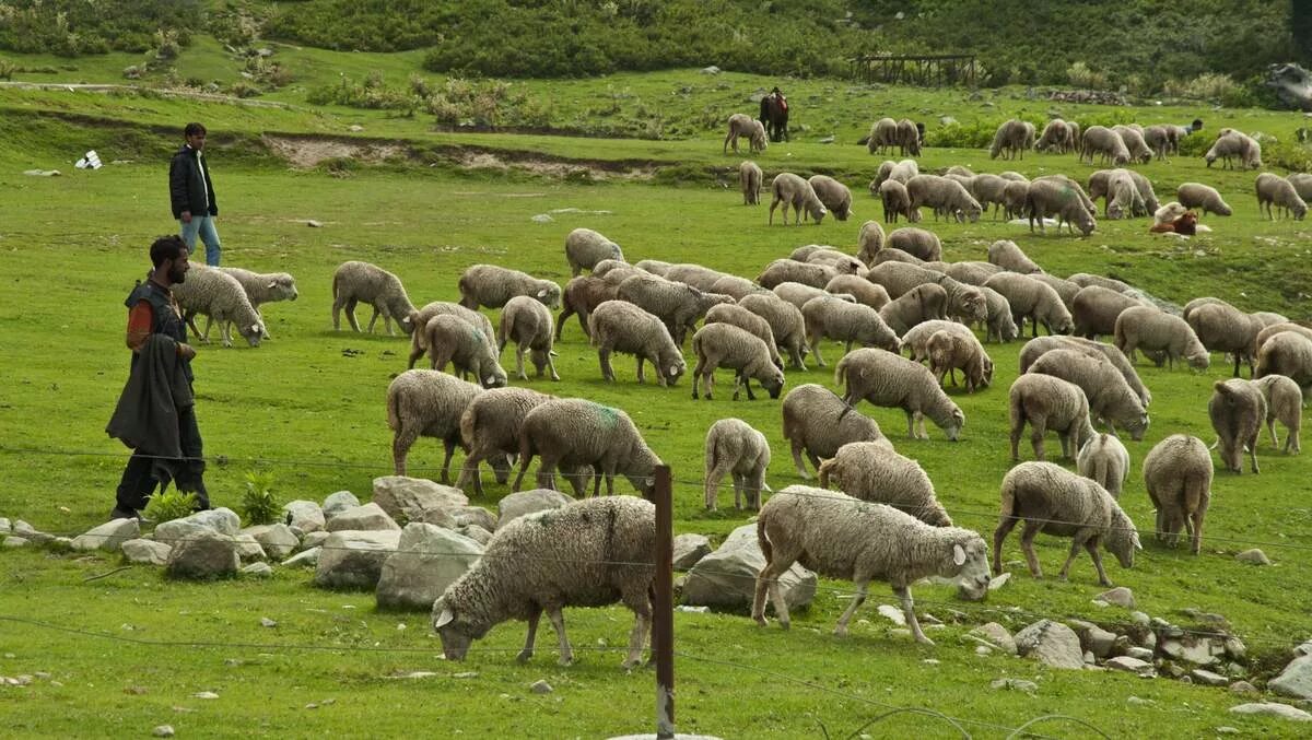 Пасу овечек. Чабан пасет овец. Чобан пастух. Пастух с овцами. Пасти овец.