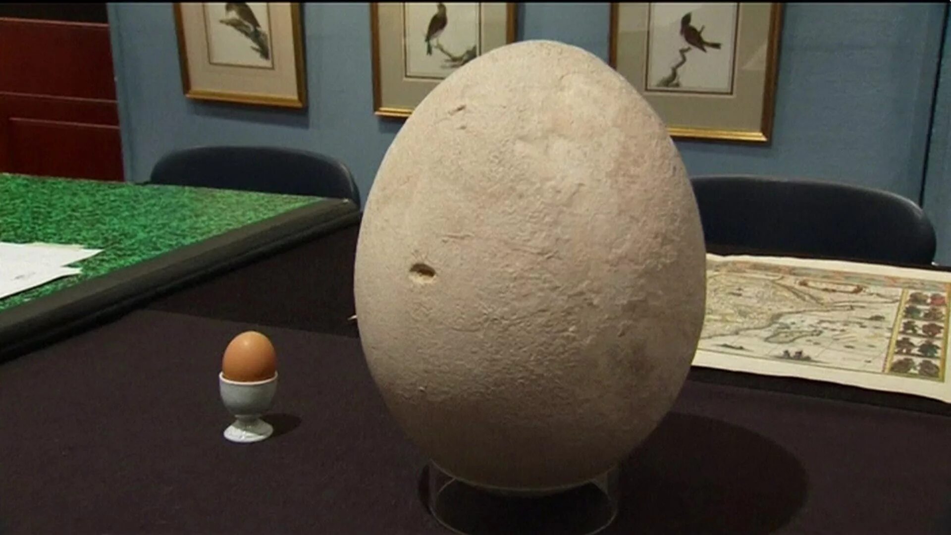 Громадное яйцо. Самое большое яйцо. Самое большое яйцо птицы. Самое большое яйцо в мире.