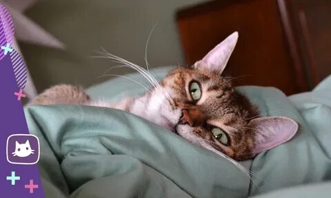 Кошка привыкает к дому
