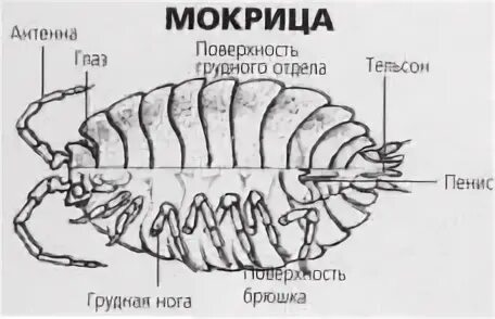 Мокрица рак. Строение мокрицы. строение мокрицы схема. морской таракан строение. членистоногие мокрица.