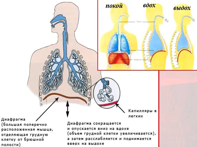 Повышение объема легких. Повышение объема легких. Повышение объема легких. Объем жизненной емкости легких. Как увеличить объём лёгких.