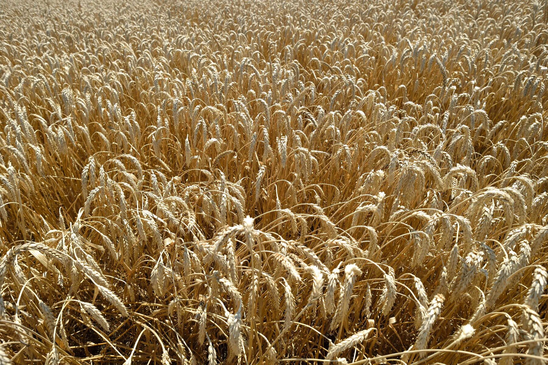 растениеводство. сбор пшеницы. возделывает зерновые. сельское хозяйство растениеводство. выращивание зерновых культур.