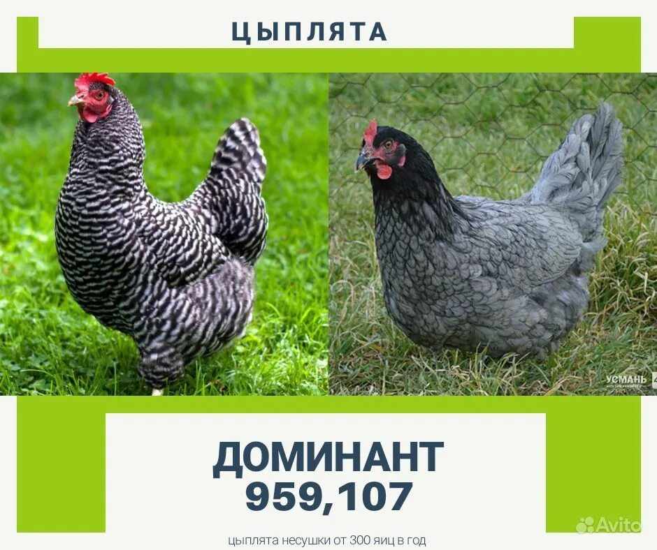 Чешский Доминант 959. Чешский Доминант д107. Куры Доминант ГС 300. Чешский Доминант крапчатый д959. Цыплята доминант 959