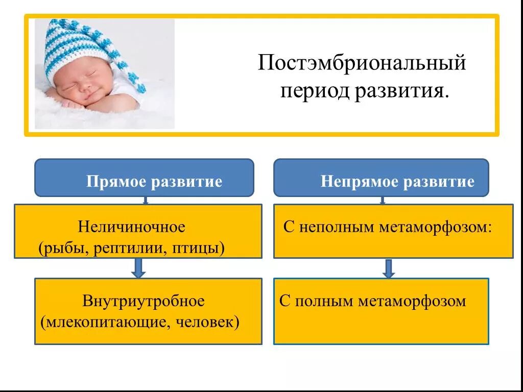 Развитие организма после рождения. Периоды постэмбрионального развития. Пост эмбриональный период развития. Постэмбриональное развитие организмов. Постэмбриональное развитие организмов схема.