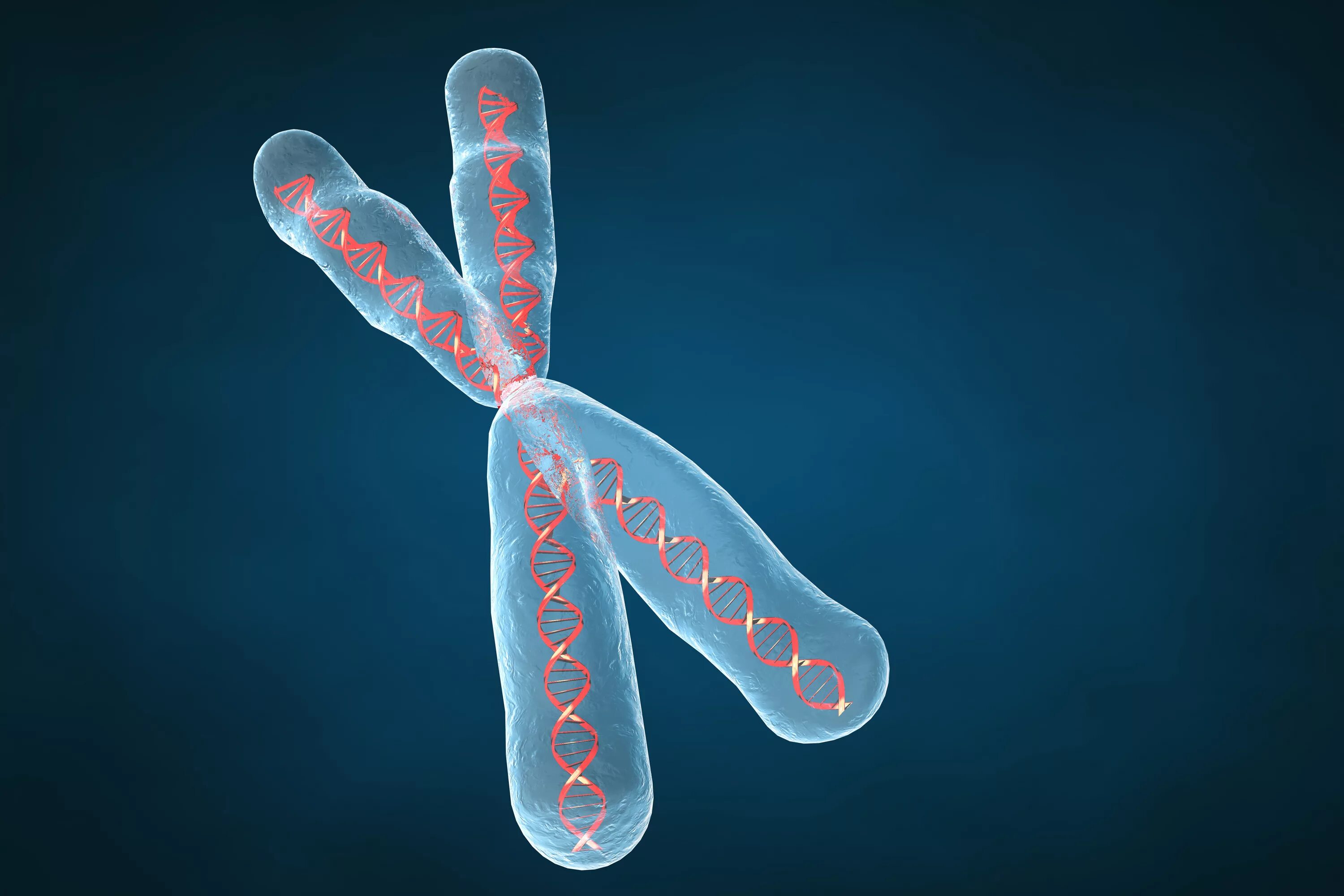 10 5 клеток днк. Теломер ДНК. Голоцентрические хромосомы. Ген хромосома Локус. Строение хромосомы Локус.