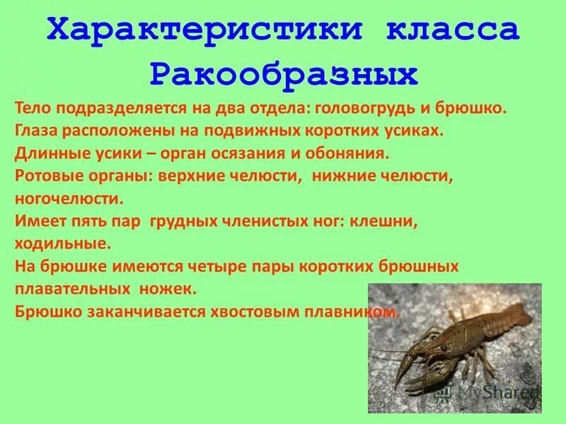 Признаки класс ракообразные таблица фото - PwCalc.ru