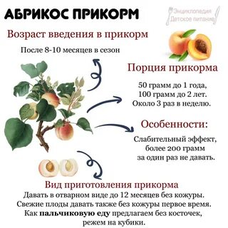 Слива можно давать ребенку