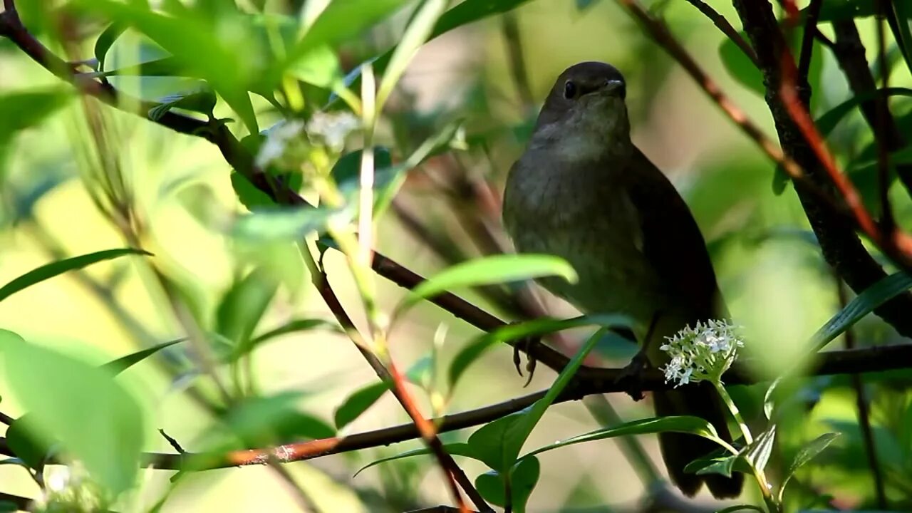Поющие гитары 1975 морфей. Если случается слушают все соловья слушать. Соловей птичка. Соловьиная трель. Майские соловьиные теплые ночи.