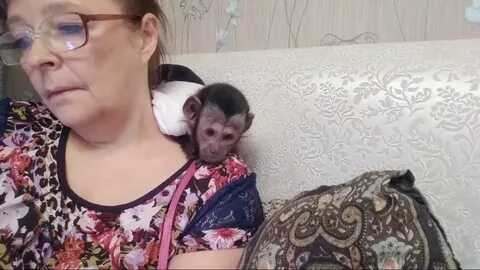 Домашние обезьянки видео
