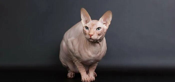 Don Sphynx - Brit