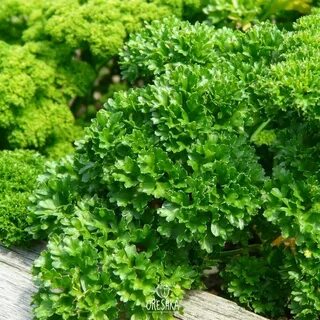 Петрушка курчавая
