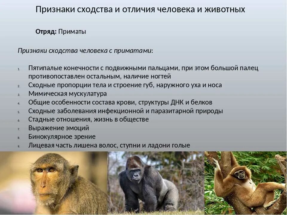 Назовите сходства. Класс млекопитающие отряд приматы. Характеристика человека отряд приматы. Признаки отряда обезьяны. Сходство человека с отрядом приматов.