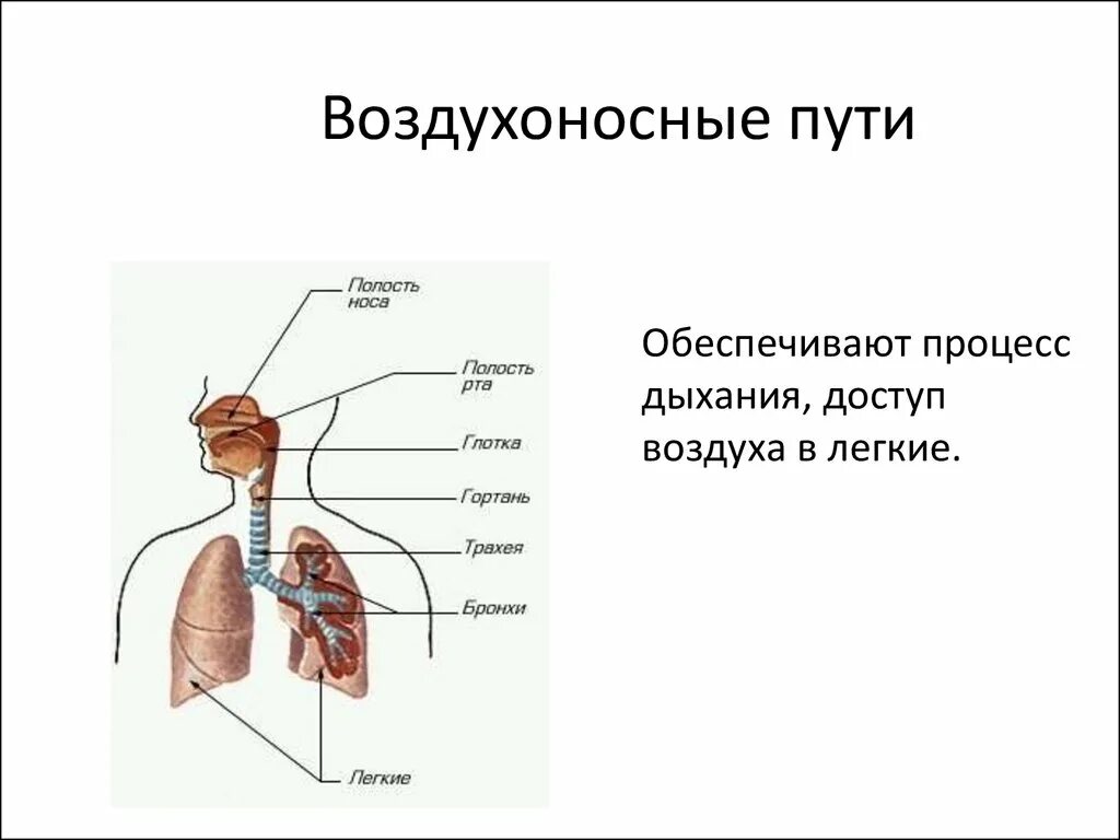 Воздухоносную функцию выполняет. Воздухоносные пути дыхательной системы. Дыхательная система схема воздухоносные пути. Строение воздухоносных путей. Воздуховодные пути человека.