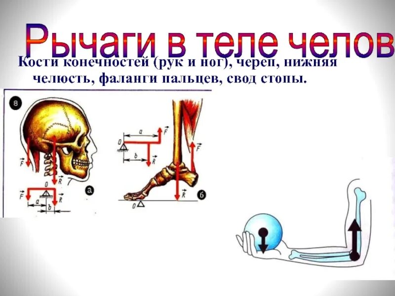 Жердь как рычаг 4. Рычаги в теле человека физика 7 класс. Рычаг в человеческом организме. Рычени в теле человека. Рычаги в скелете человека.