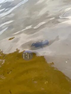 Чем знаменито воронежское водохранилище