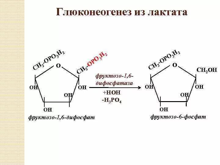 Фруктозу можно получить