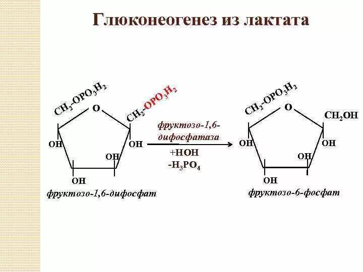 Образование фруктозо 6 фосфата. 1 6 Дифосфат д фруктозы. Образование 1.6 дифосфата фруктозы. D-фруктозо-1,6-дифосфат.