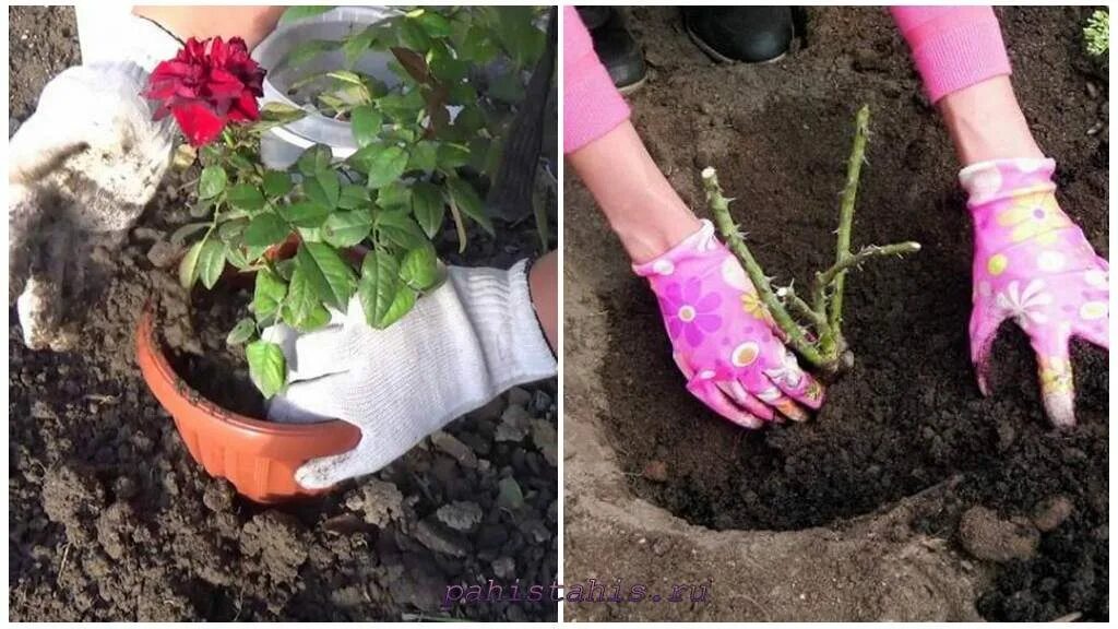 Сажаем розы в грунт. Горшечные розочки в открытом грунте. Розы из горшка в открытый грунт. Пересадка розы из магазина