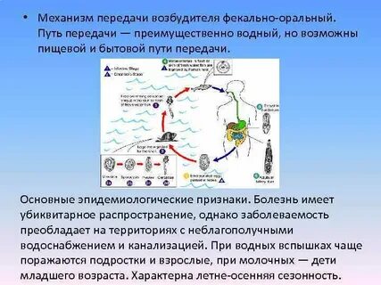 Пути передачи брюшного тифа
