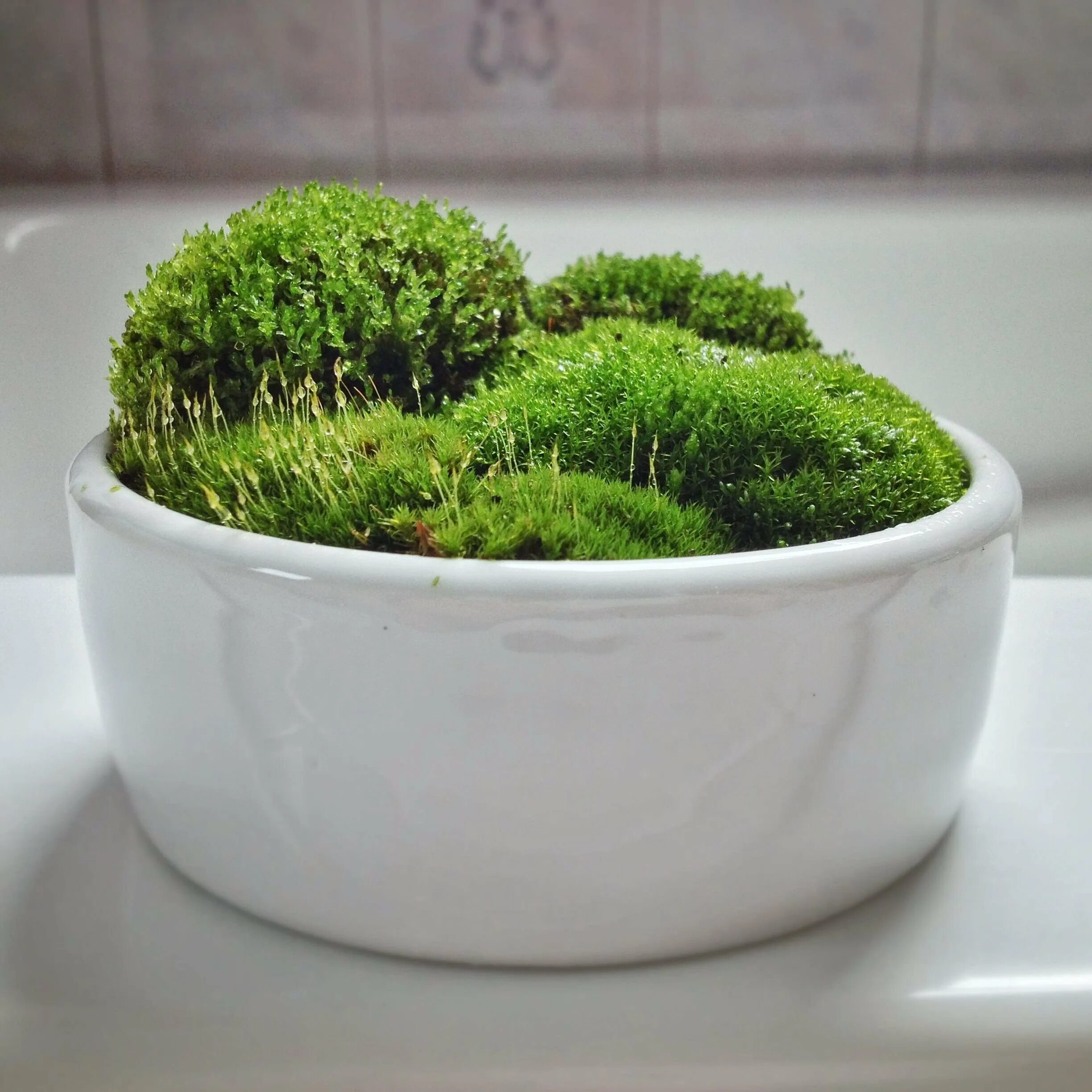 Как содержать мох. Мох сфагнум в горшке. мох mini moss. суккулентный мох. мох айова суккулент.