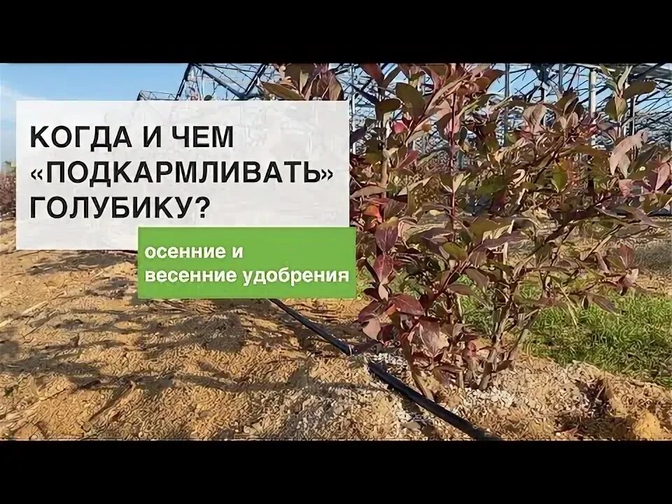 Подкормка голубики весной схема. Подкормка голубики весной для большого урожая. Подкормка голубики ранней весной.