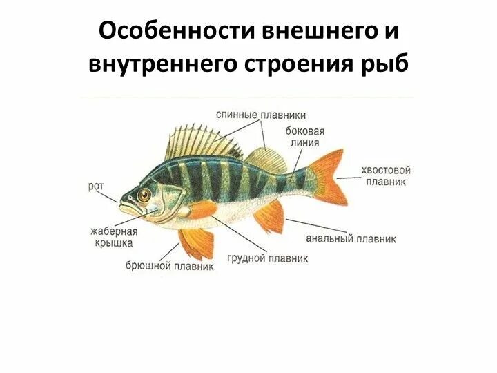 Презентации строение рыб. Лабораторная работа по биологии 7 класс изучение строения рыб. внешнее строение рыбы 7 класс биология. внешнее строение рыб характеристика. лабораторная работа внешнее строение рыбы.