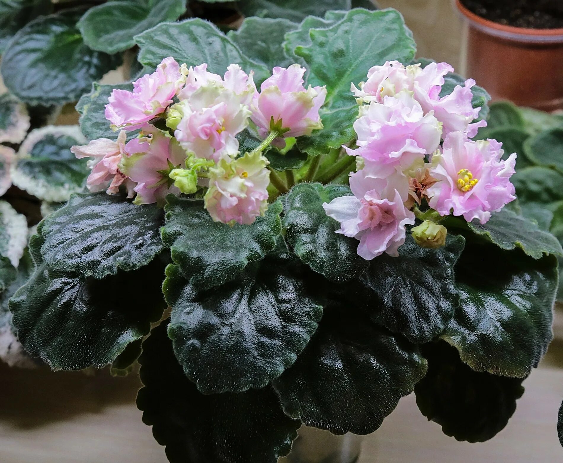 фиалка kz. фиалка майя плисецкая. фиалка кз драгоценность люкс. ле-ванильное парфе. фиалка царев цветок.