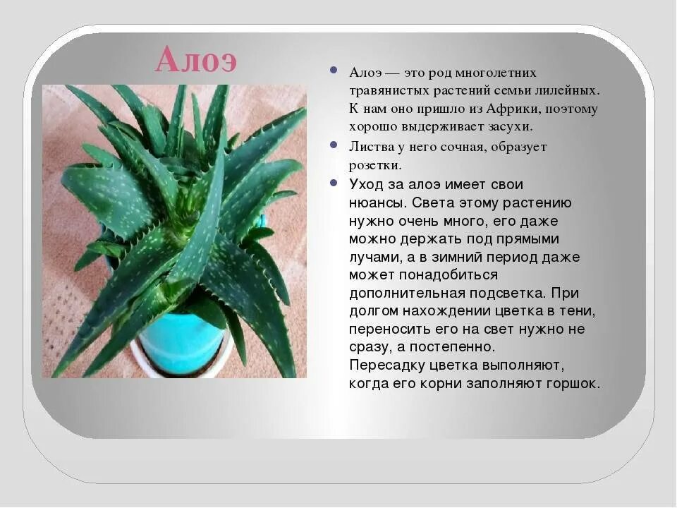 Алой описание