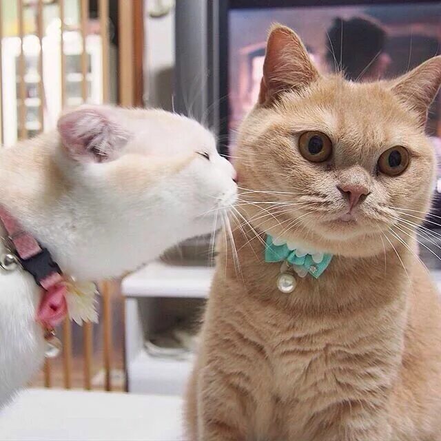 Цмок ды
