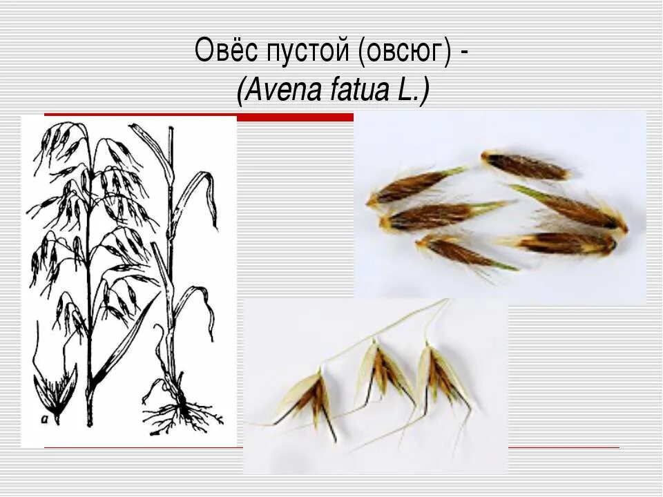 Семейство злаки мятликовые плод. Загадка про овес. Фенотип овса. У овса устойчивость к головне доминирует. Овсюг обыкновенный.