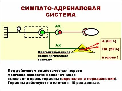Ах система