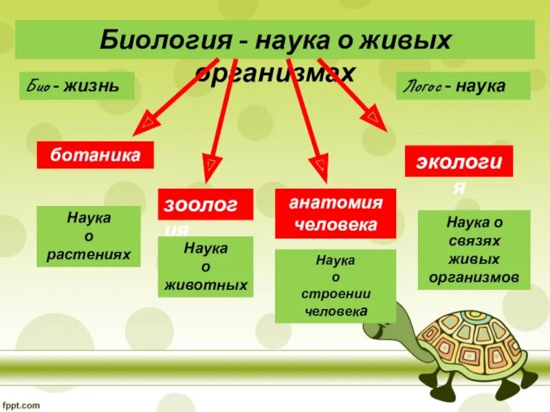 Науки о классах животных. Биология наука о жизни. Биология наука о живой природе. Биология как наука о живой природе. Презентация на тему биологические науки.