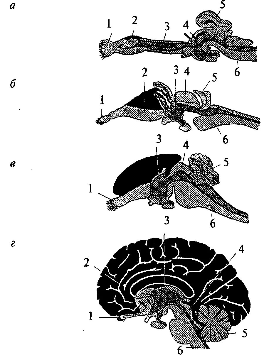 Развитие головного мозга у млекопитающих. Мозжечок у млекопитающих. Филогенез головного мозга у позвоночных животных. Нервная система позвоночных животных нервная система. Филогенез нервной системы позвоночных.