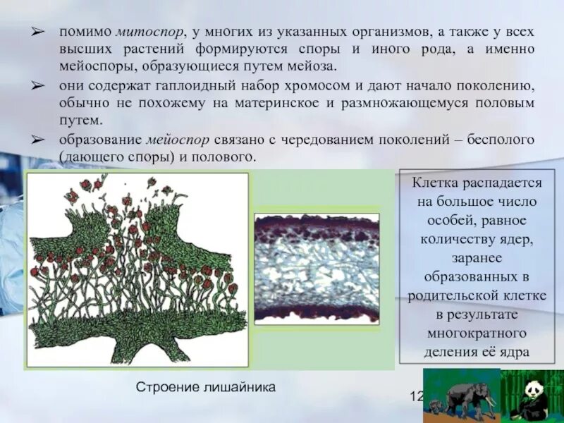 Спорогенная ткань виды. Споры у растений образуются в результате. МЕЙОСПОРЫ. МЕЙОСПОРЫ сумкой биология. Формы спор растений