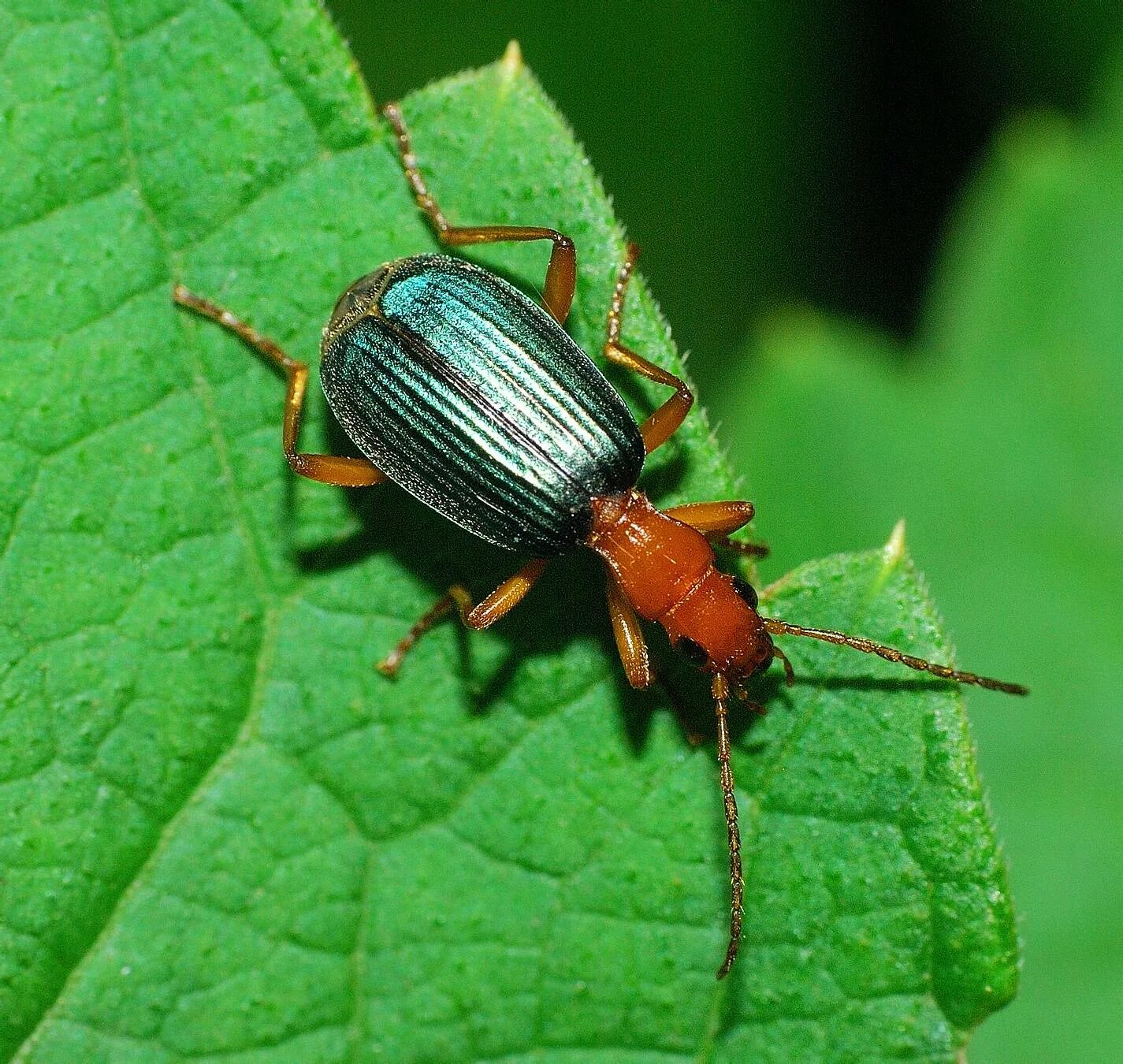 Жук брахинус. Жук-бомбардир (Brachinus). Жук Листоед ясноточный. Жук жужелица Садовая