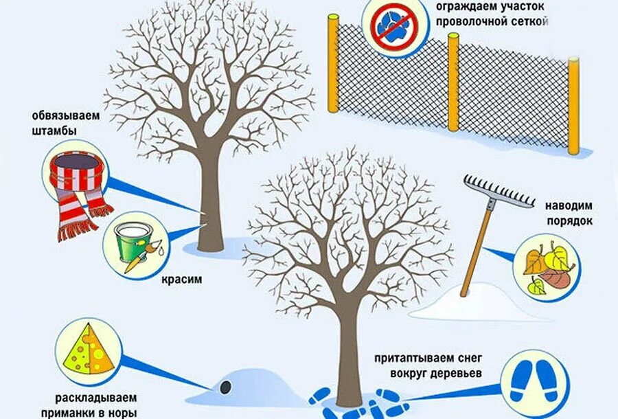 Защитить смочь. Защита яблонь от грызунов. Защита деревьев зимой от снега. Защита плодовых деревьев от Зайцев. Защита деревьев от грызунов зимой на даче.