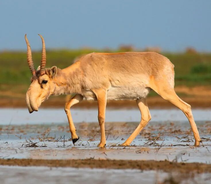 Где живет сайгак природная зона. Сайга антилопа. Степная антилопа Сайгак. Сайга (Сайгак). Животные Казахстана Сайгак.