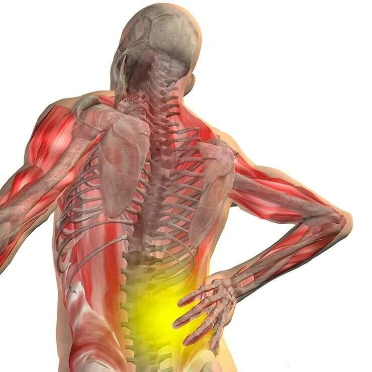 Организм человека со спины. Человек с болью в спине. Тело человека органы со спины. Анатомия человека со спины органы.