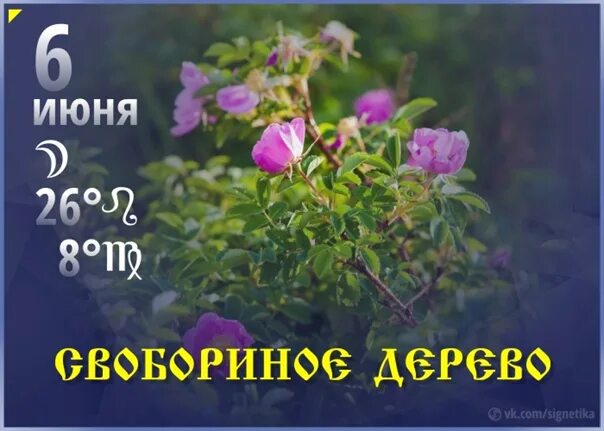 День шиповника 6 июня. Свобориное дерево шиповник 6 июня. 6 июня свобориное дерево народный календарь. Свобориное дерево праздник. Свобориное дерево шиповник 6 июня.